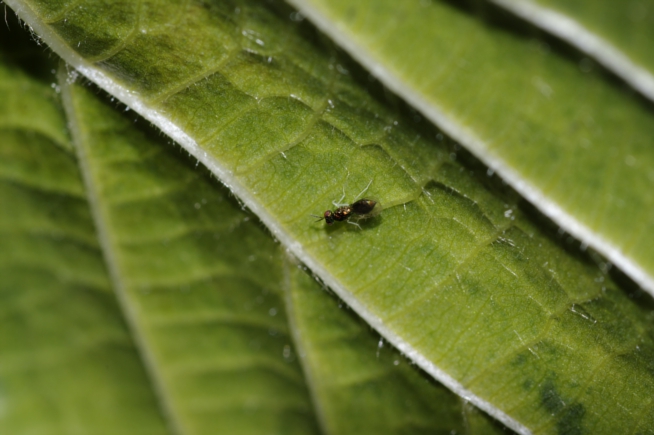 Imenotterino verde dalle zampe bianche: Encyrtidae